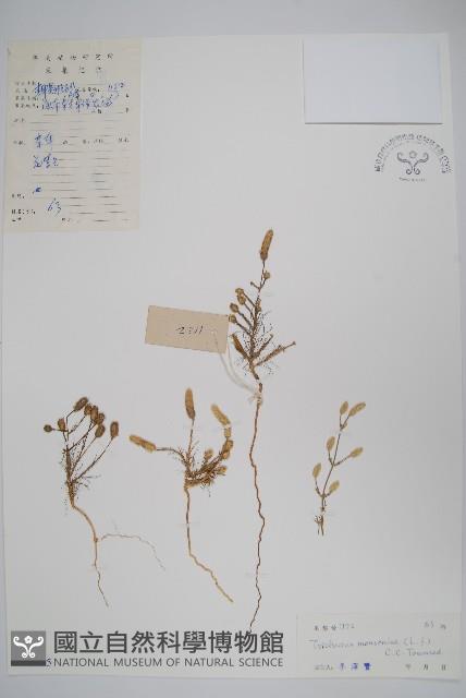 針葉莧藏品圖，第1張