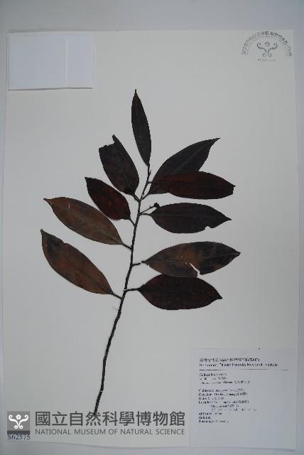 忍冬葉冬青藏品圖，第1張