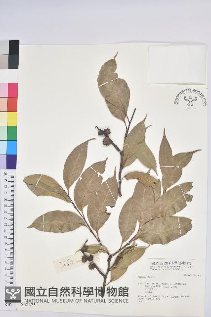 登錄號:S042575藏品圖，第1張