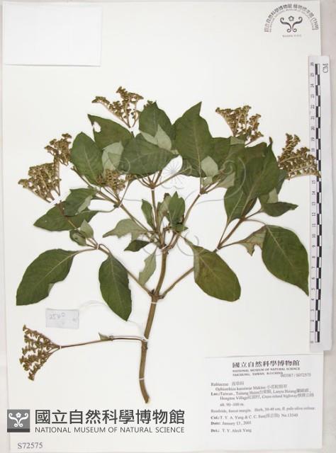 小花蛇根草藏品圖，第1張