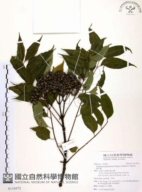 賊仔樹藏品圖，第1張