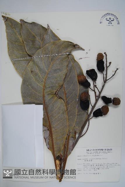 臺東漆樹藏品圖，第1張