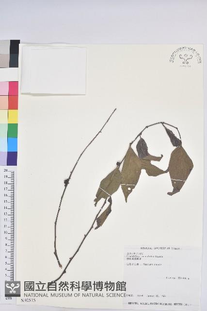 披針葉饅頭果藏品圖，第1張