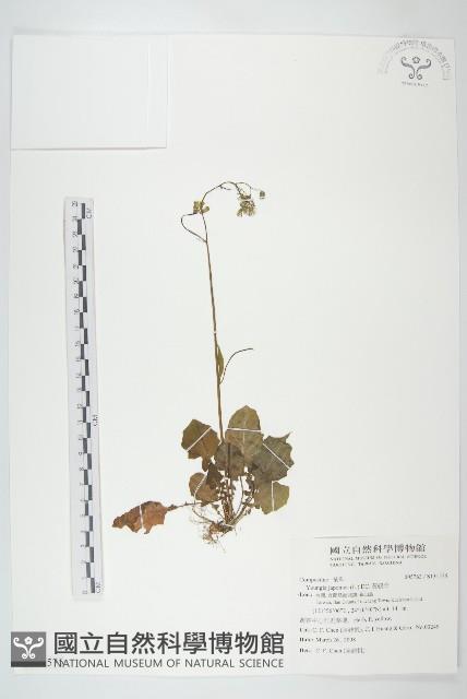 黃鵪菜藏品圖，第1張