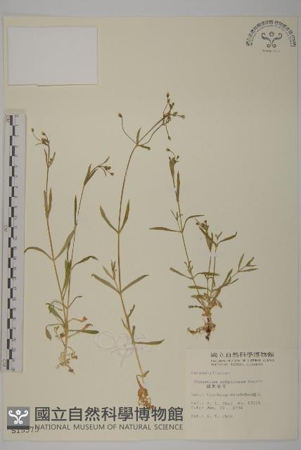 細葉卷耳藏品圖，第1張