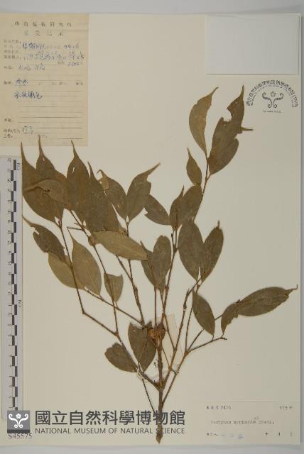 大果衛矛藏品圖，第1張