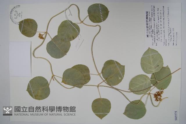 蘭嶼牛皮消、蘭嶼白薇藏品圖，第1張