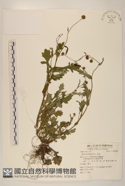 矮菊藏品圖，第1張