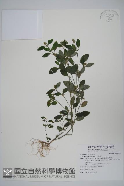 爵床藏品圖，第1張
