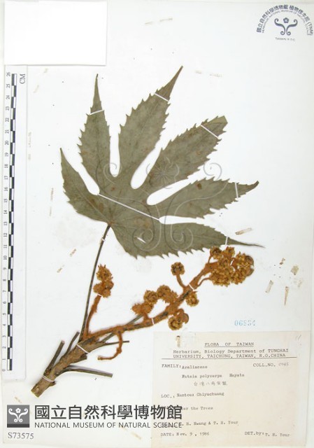 臺灣八角金盤藏品圖，第1張