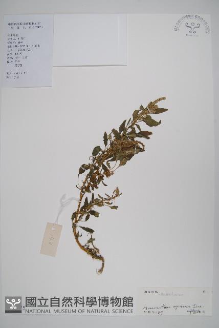 刺莧藏品圖，第1張