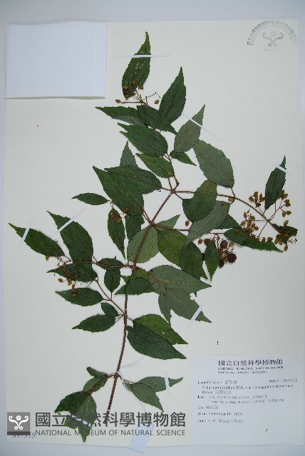 狹葉莢迷藏品圖，第1張