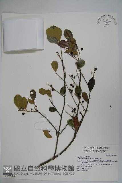 Hengchun Holly Collection Image, Figure 1, Total 2 Figures