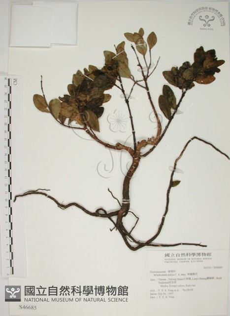南嶺蕘花藏品圖，第1張