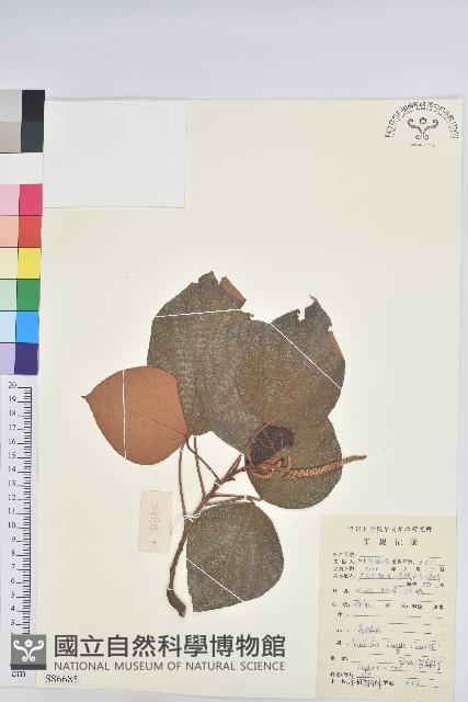 東南野桐藏品圖，第1張
