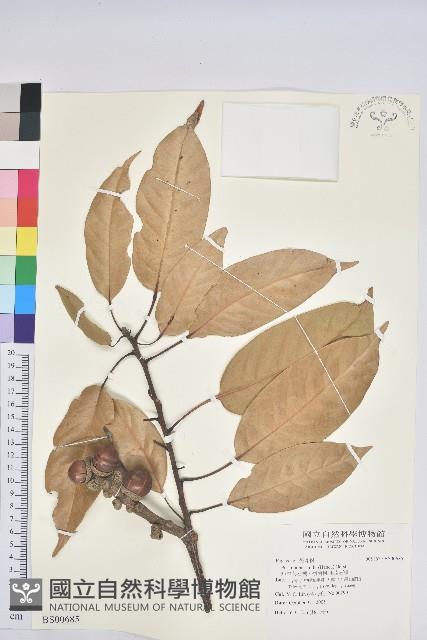 木槿藏品圖，第1張