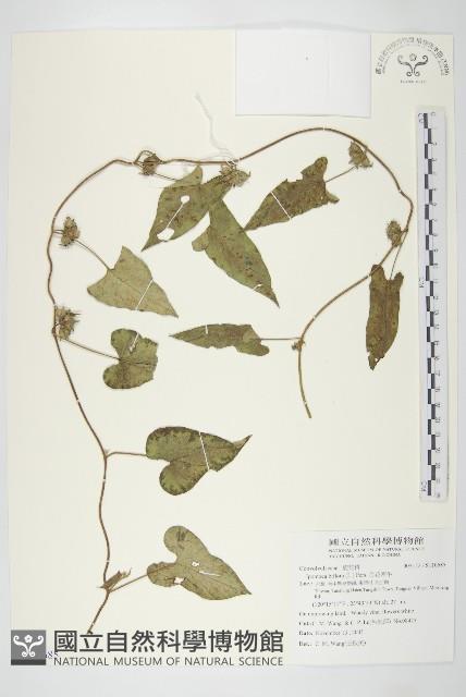 白花牽牛藏品圖，第1張