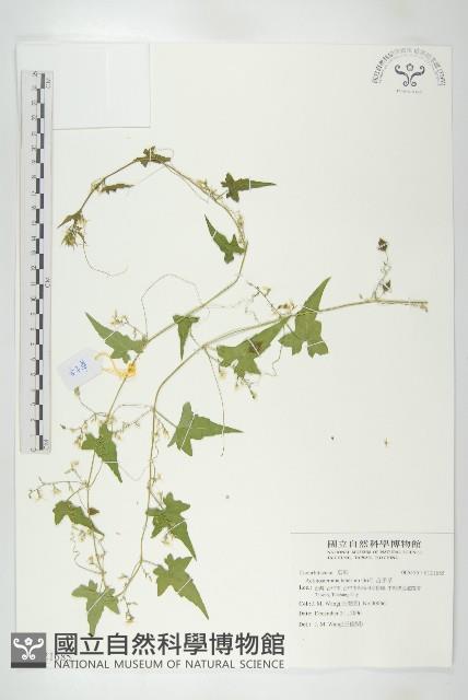 合子草藏品圖，第1張