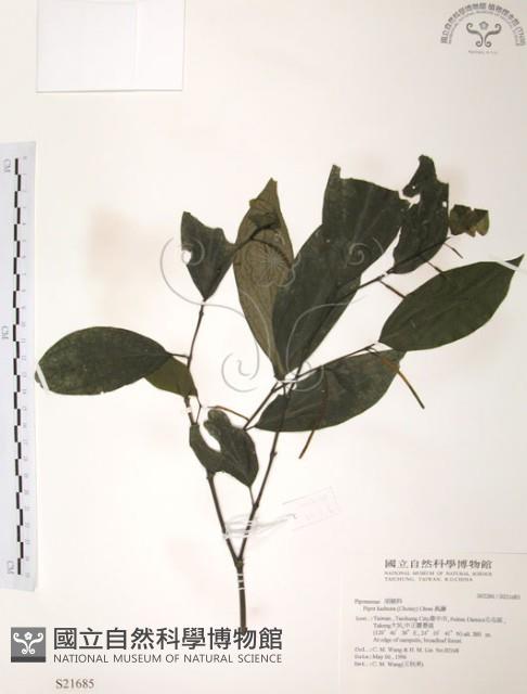 風藤藏品圖，第1張