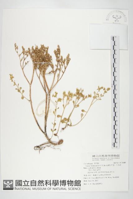 台灣佛甲草、石板菜藏品圖，第1張