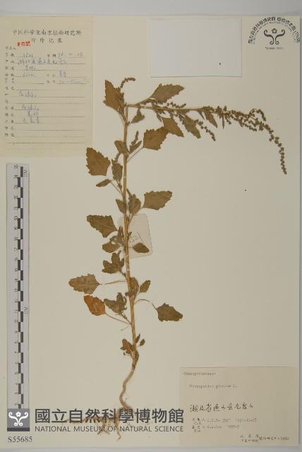 灰綠藜藏品圖，第1張