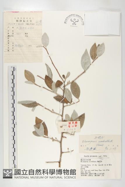 小葉胡頹子藏品圖，第1張