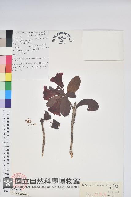 絹毛杜鵑藏品圖，第1張