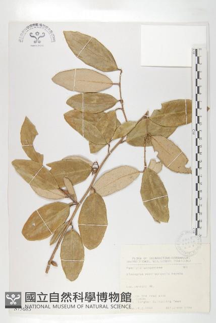 玉山胡頹子藏品圖，第1張