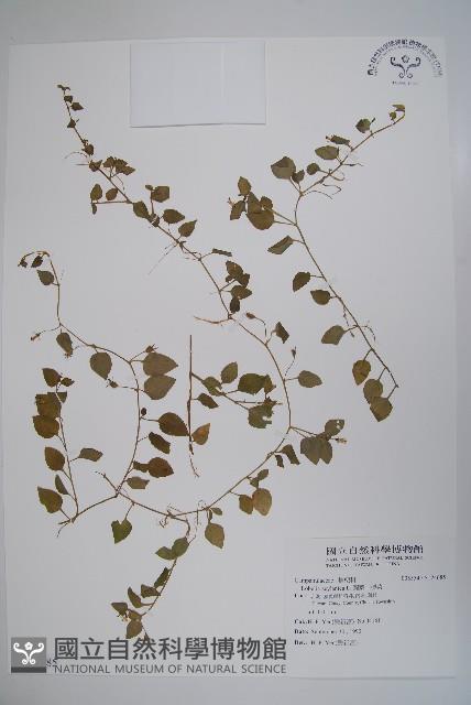 圓葉山梗菜藏品圖，第1張