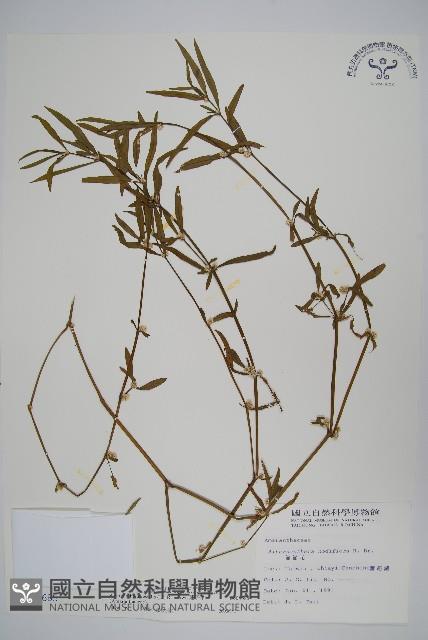 蓮子草藏品圖，第1張