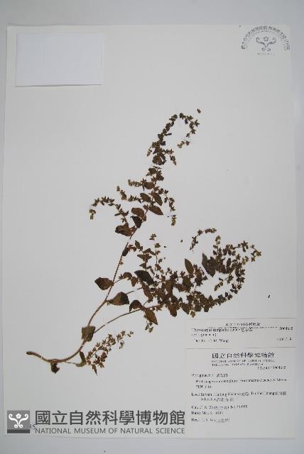 盾果草藏品圖，第1張