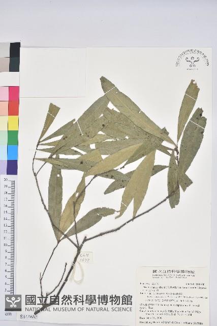 三斗石櫟藏品圖，第1張