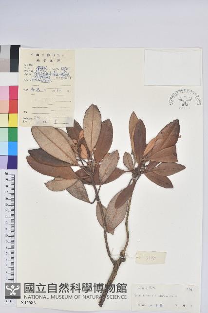 華南杜鵑藏品圖，第1張