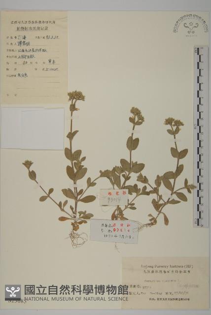 婆婆指甲菜藏品圖，第1張