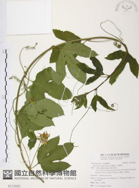 西番蓮、百香果藏品圖，第1張