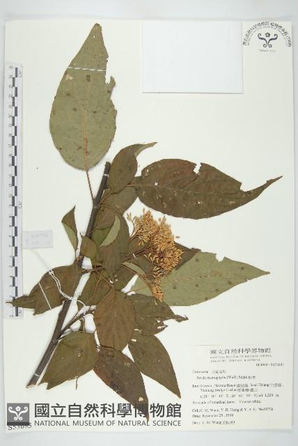 梜木藏品圖，第1張