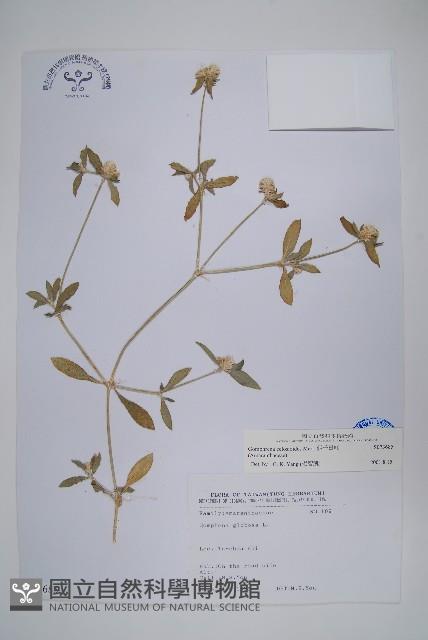 假千日紅藏品圖，第1張