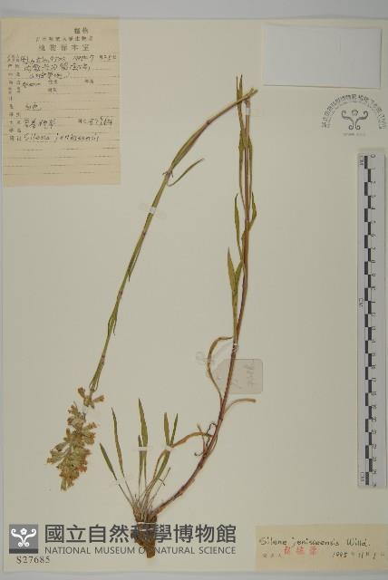 山螞蚱藏品圖，第1張