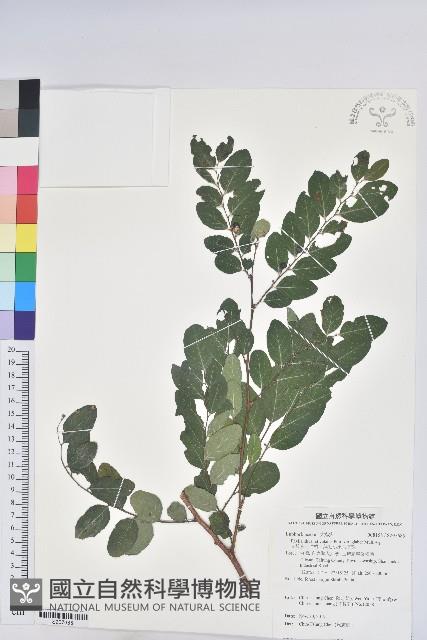 光枝多花油柑、無毛小果葉下珠藏品圖，第1張