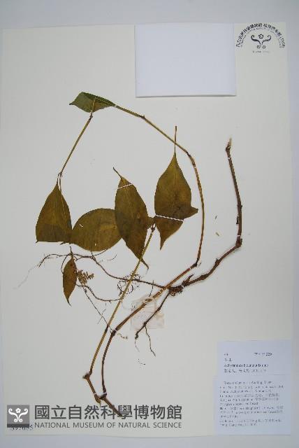 牛膝藏品圖，第1張