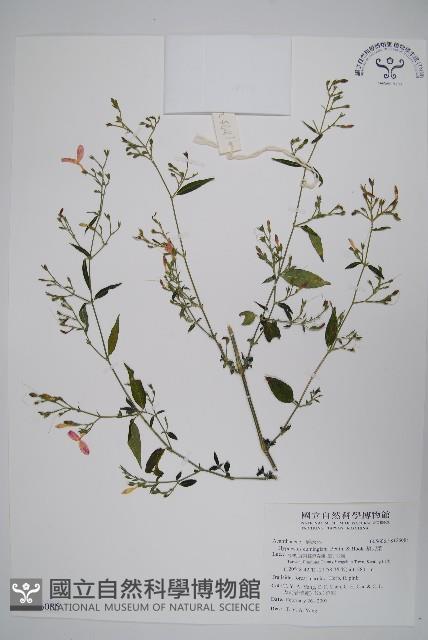 槍刀菜藏品圖，第1張