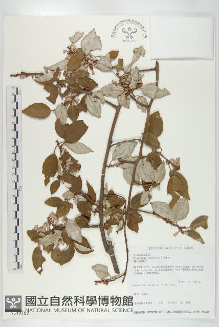 鄧氏胡頹子藏品圖，第1張