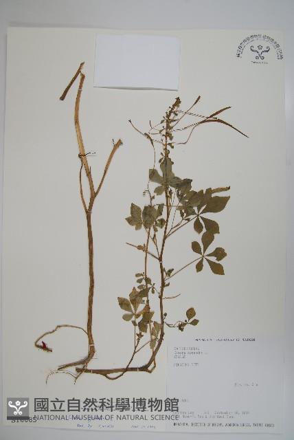 白花菜藏品圖，第1張