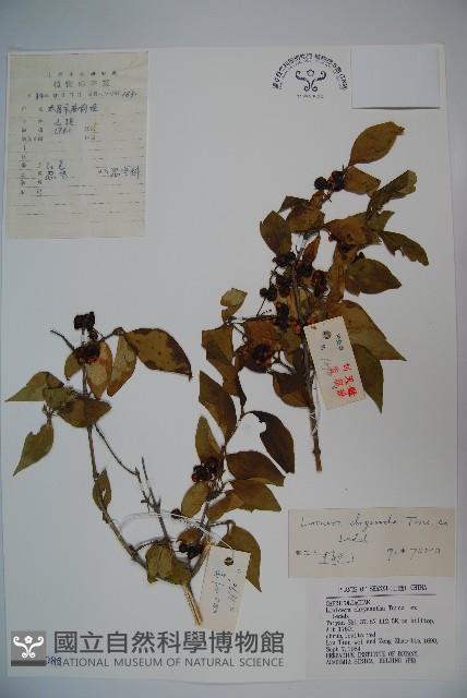 金花忍冬藏品圖，第1張