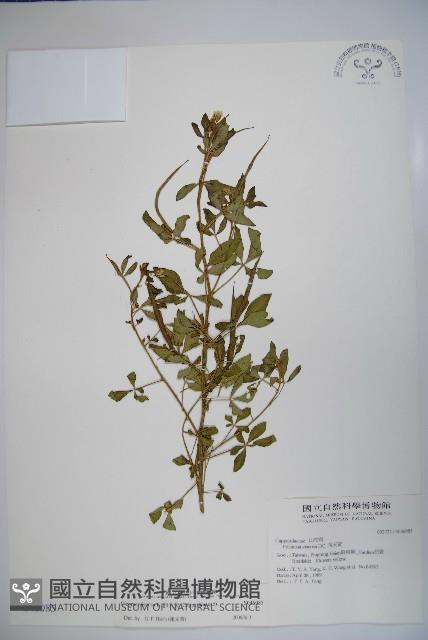 Accession Number:S046085 Collection Image, Figure 1, Total 2 Figures