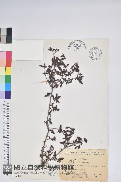 登錄號:S076085藏品圖，第1張