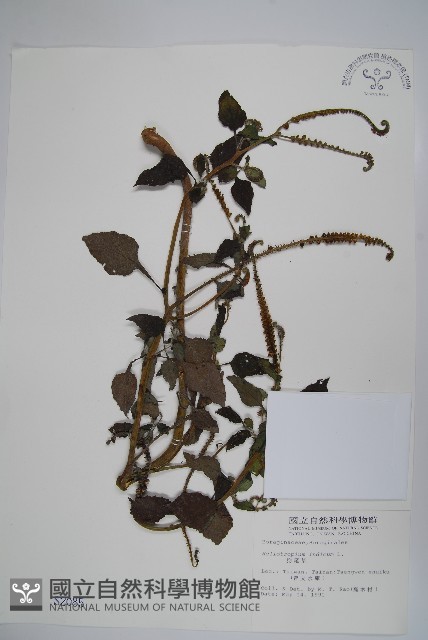 狗尾草藏品圖，第1張