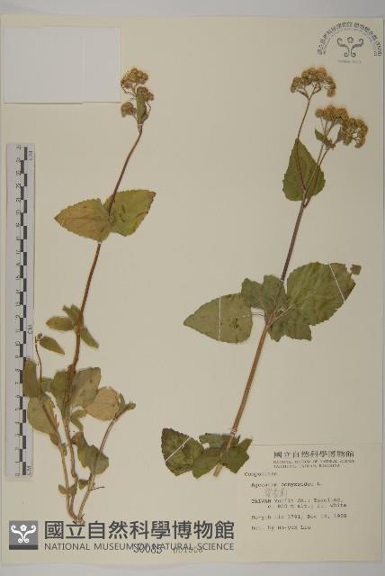 霍香薊藏品圖，第1張