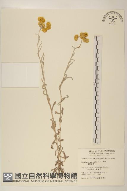 鼠麴草藏品圖，第1張