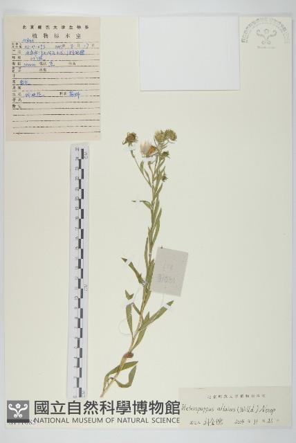 阿爾泰狗哇花藏品圖，第1張